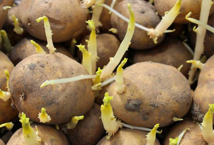 Patate germogliate pericolo - Pizzeriapace
