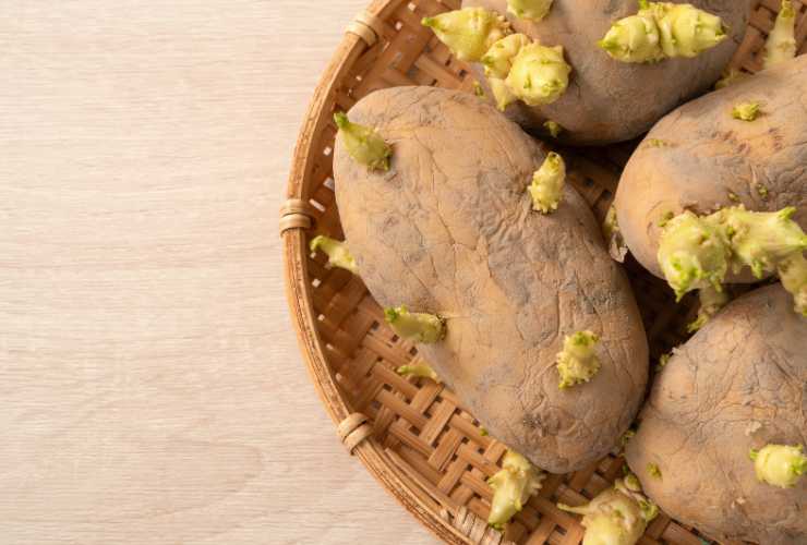 Patate germogliate pericolo - Pizzeriapace