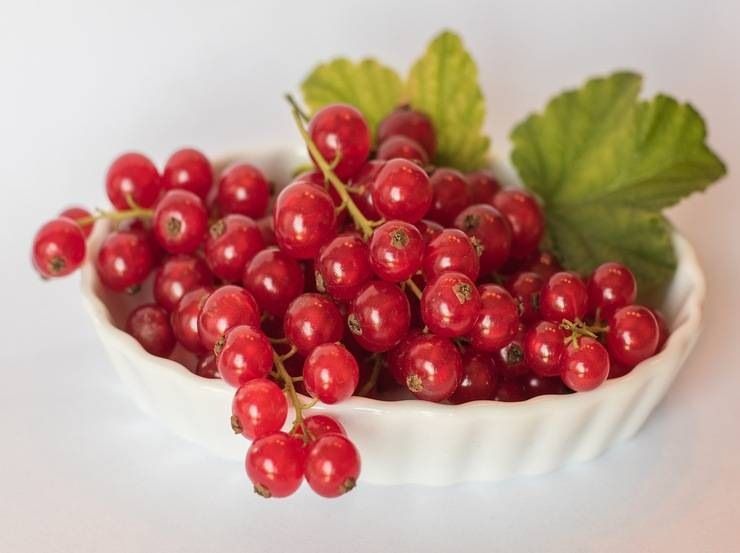 ribes