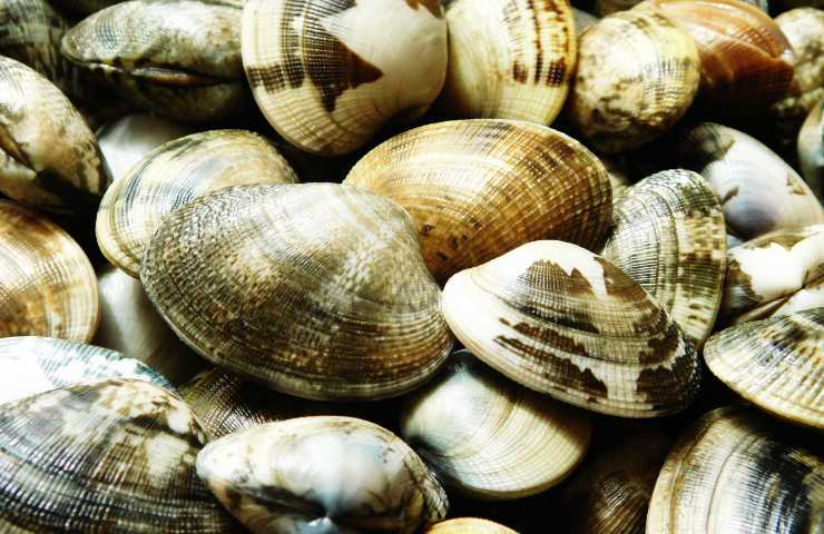vongole